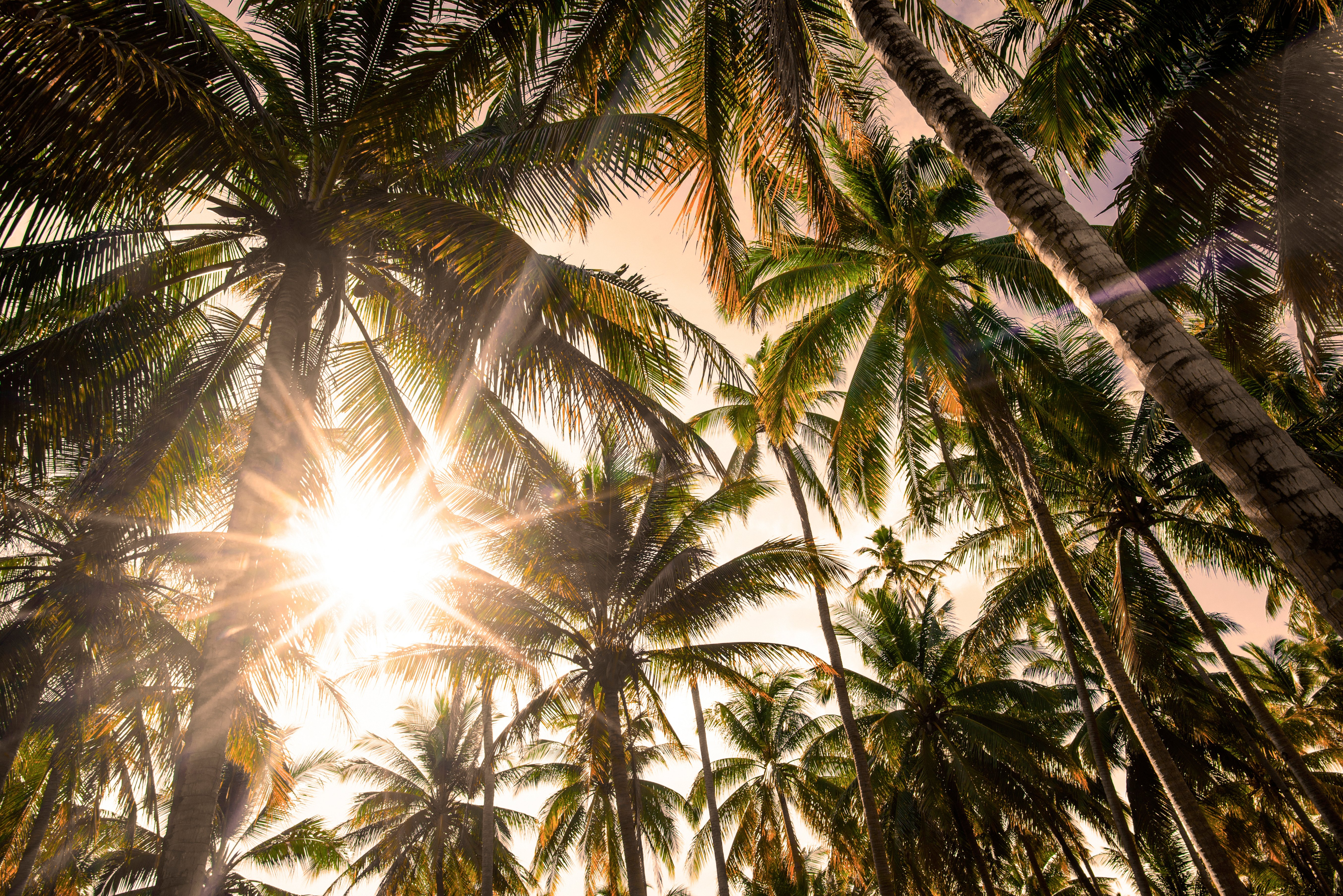 Photo of Tall Green Palm Trees During Daytime