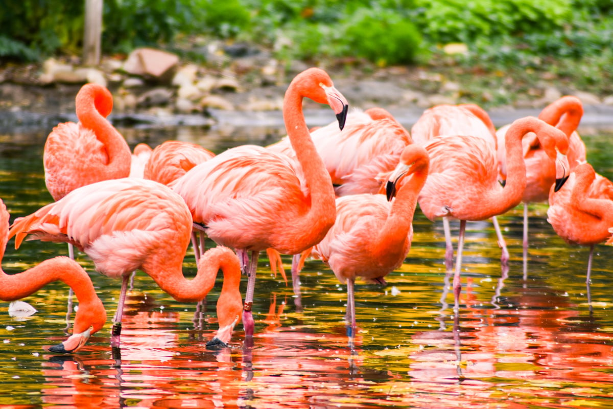 Greater Flamingos on the Water 