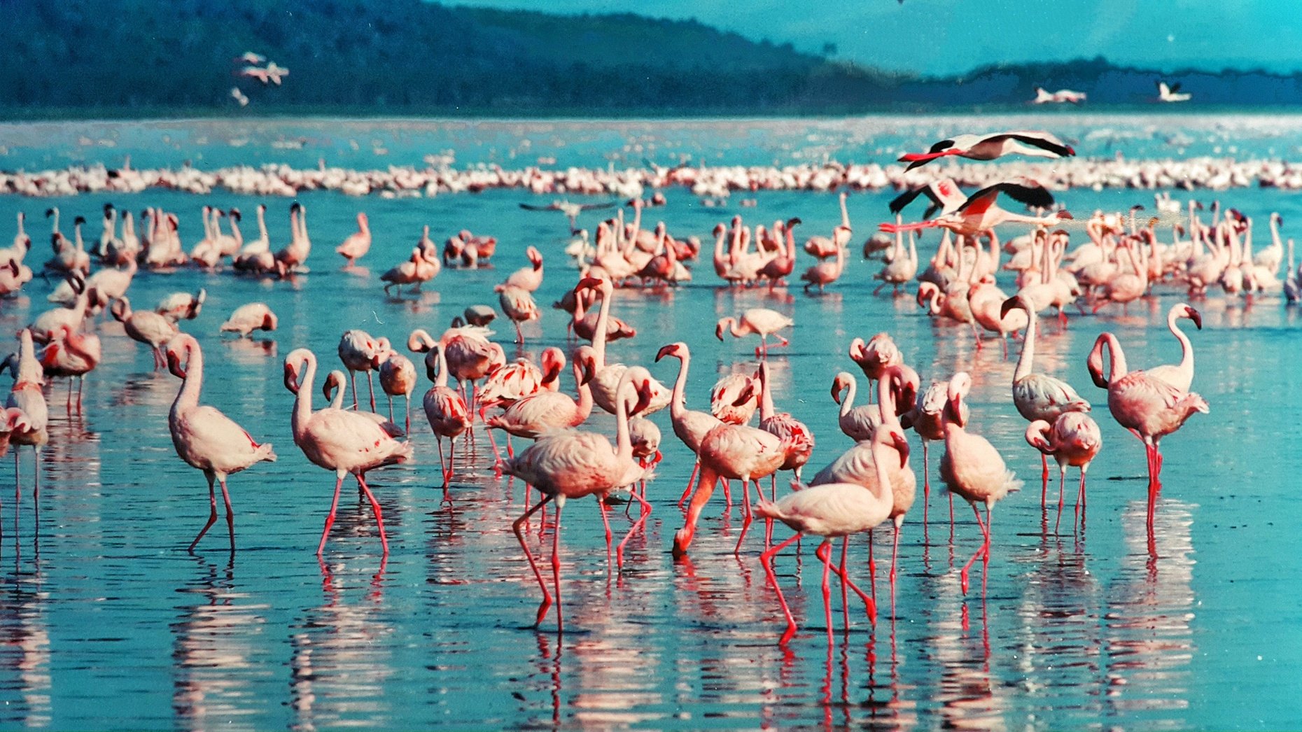 Pink Flamingos in a Lake