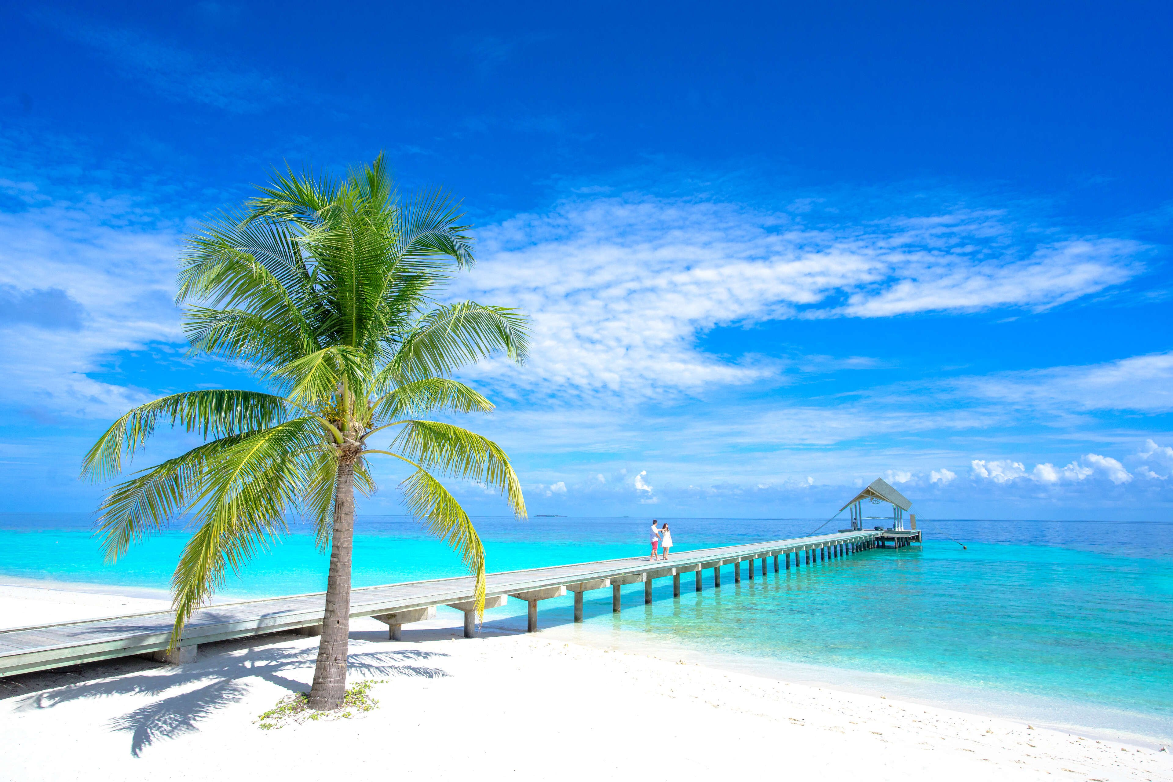 Palm Tree Near Body of Water