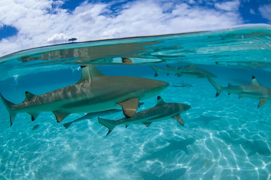 Shark Diving