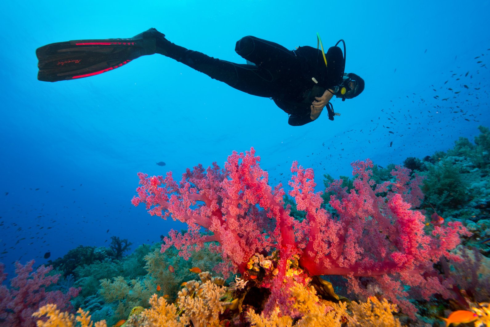 Scuba diving near coral reef