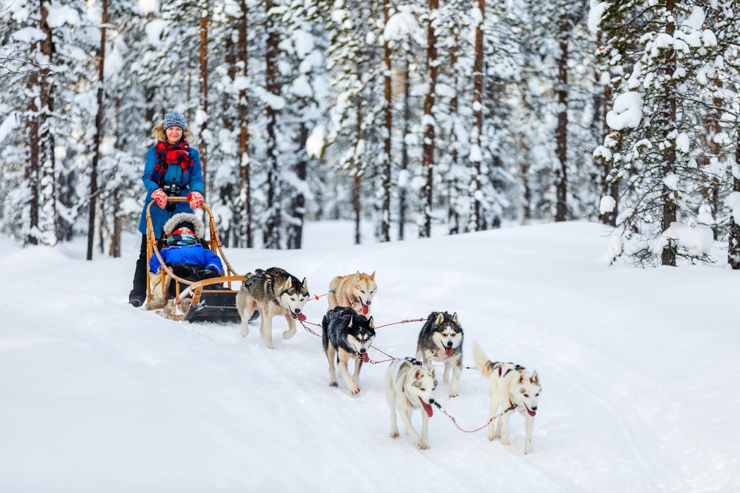 Husky Safari