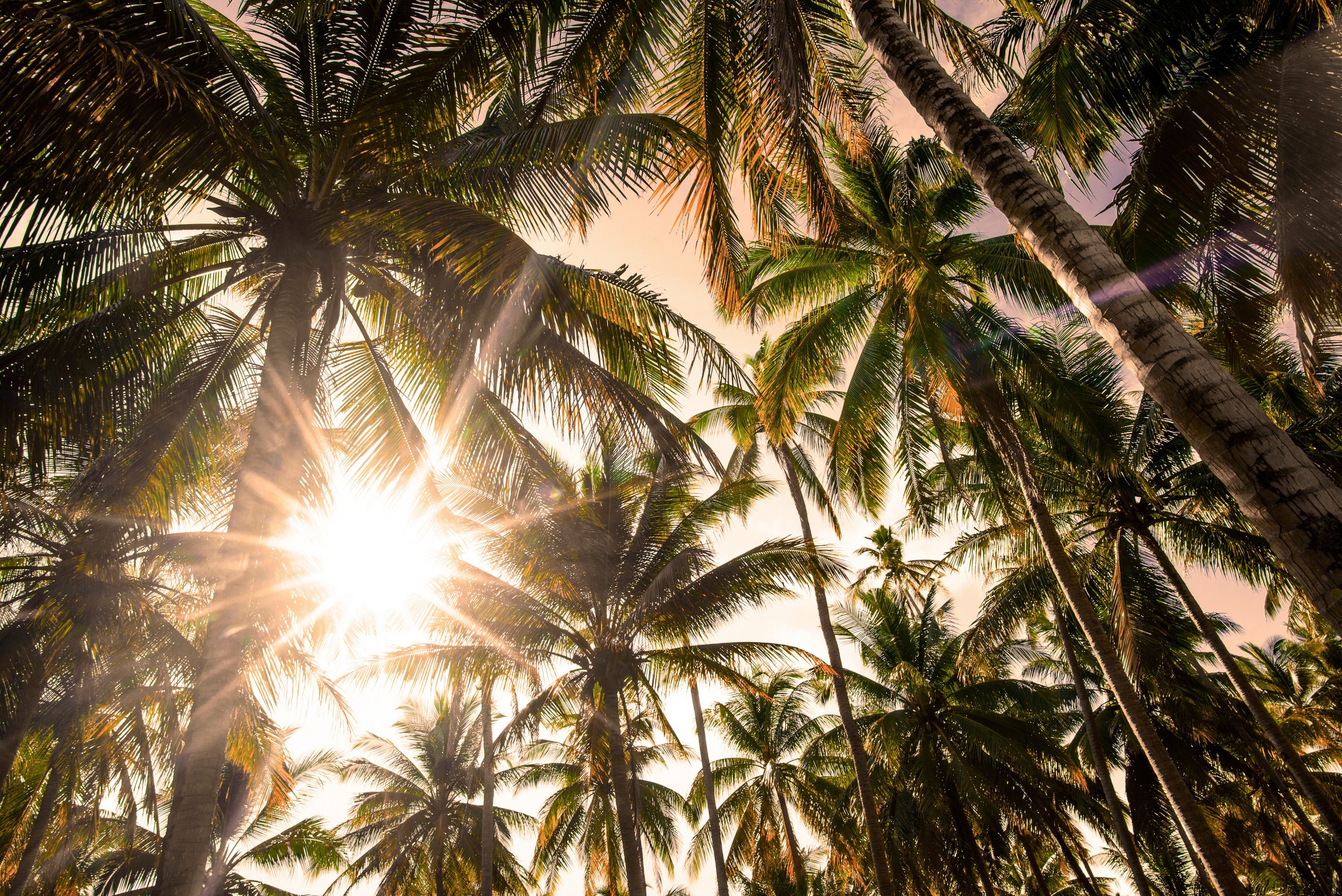 Photo of Tall Green Palm Trees During Daytime