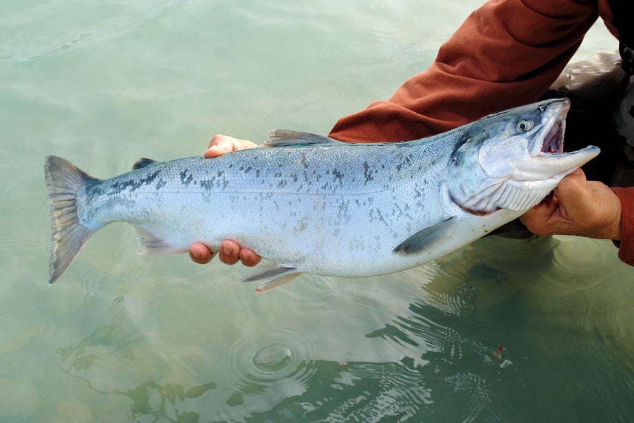 Fisherman with a Salmon