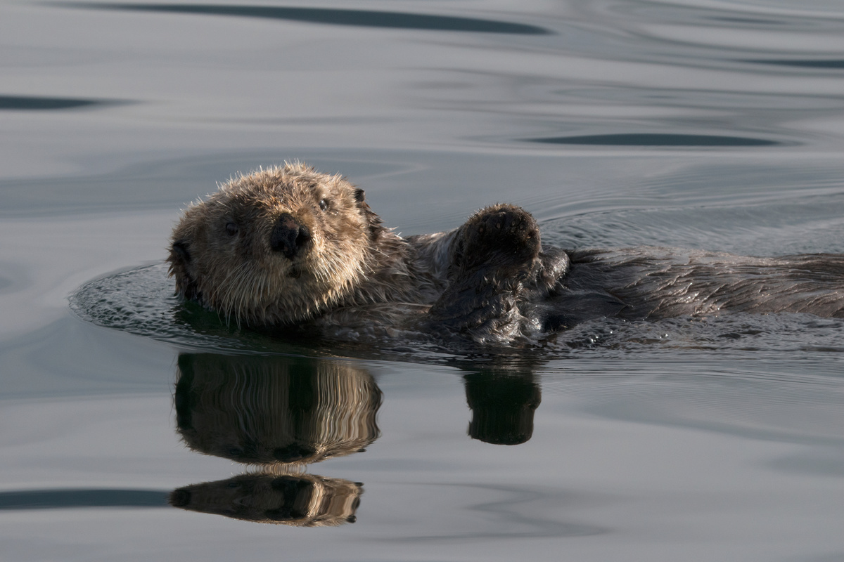 Sea Otter