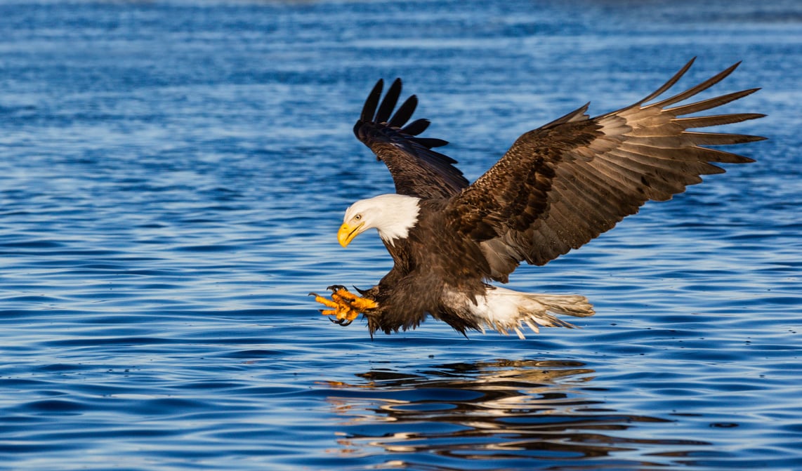 Bald Eagle Flying