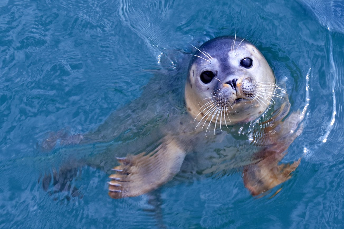 Baby seal